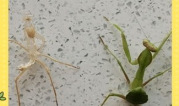 螳螂视频,揭秘自然界中的捕食高手